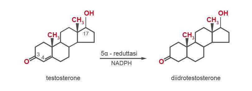 Testotsterone > Diidrotestosterone