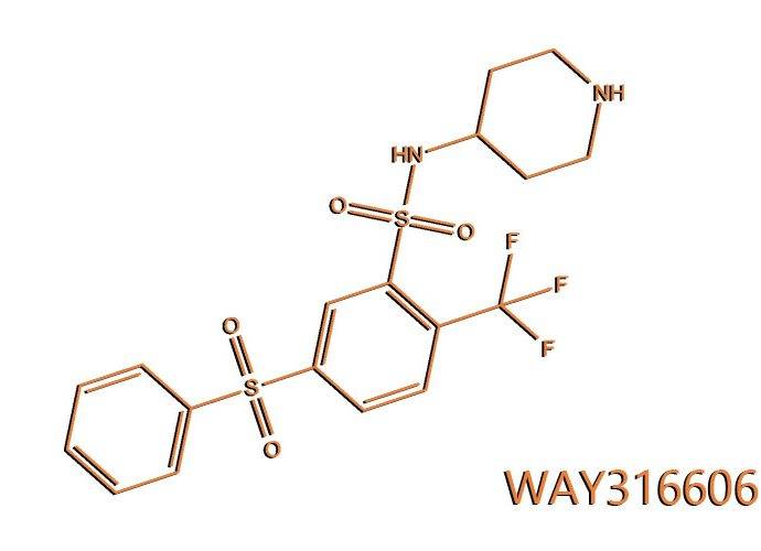 WAY316606: un farmaco sperimentale contro la caduta capelli