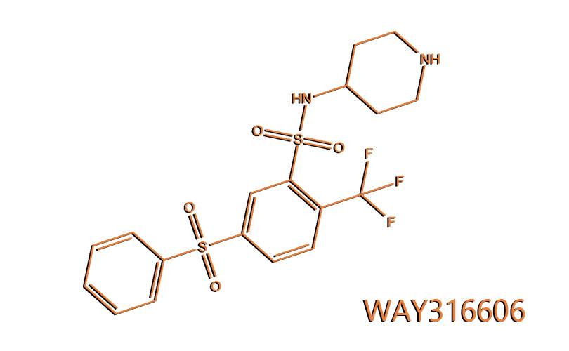 WAY316606: un farmaco sperimentale contro la caduta capelli