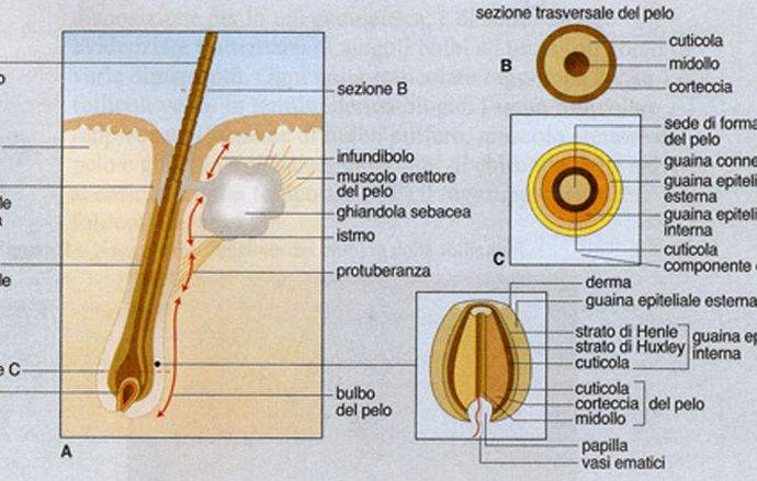 Anatomia del follicolo pilifero del cuoio capelluto