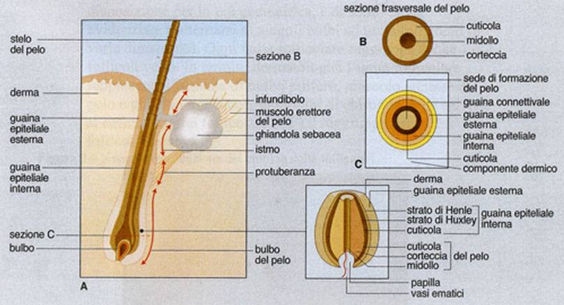 Anatomia del follicolo pilifero del cuoio capelluto