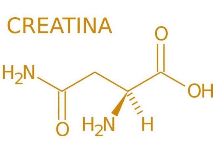 Cos’è la Creatina e qual’è la correlazione con la caduta dei capelli